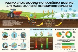 Фосфорно-калійні добрива під озимину: як розрахувати дози для максимальної перезимівлі фото